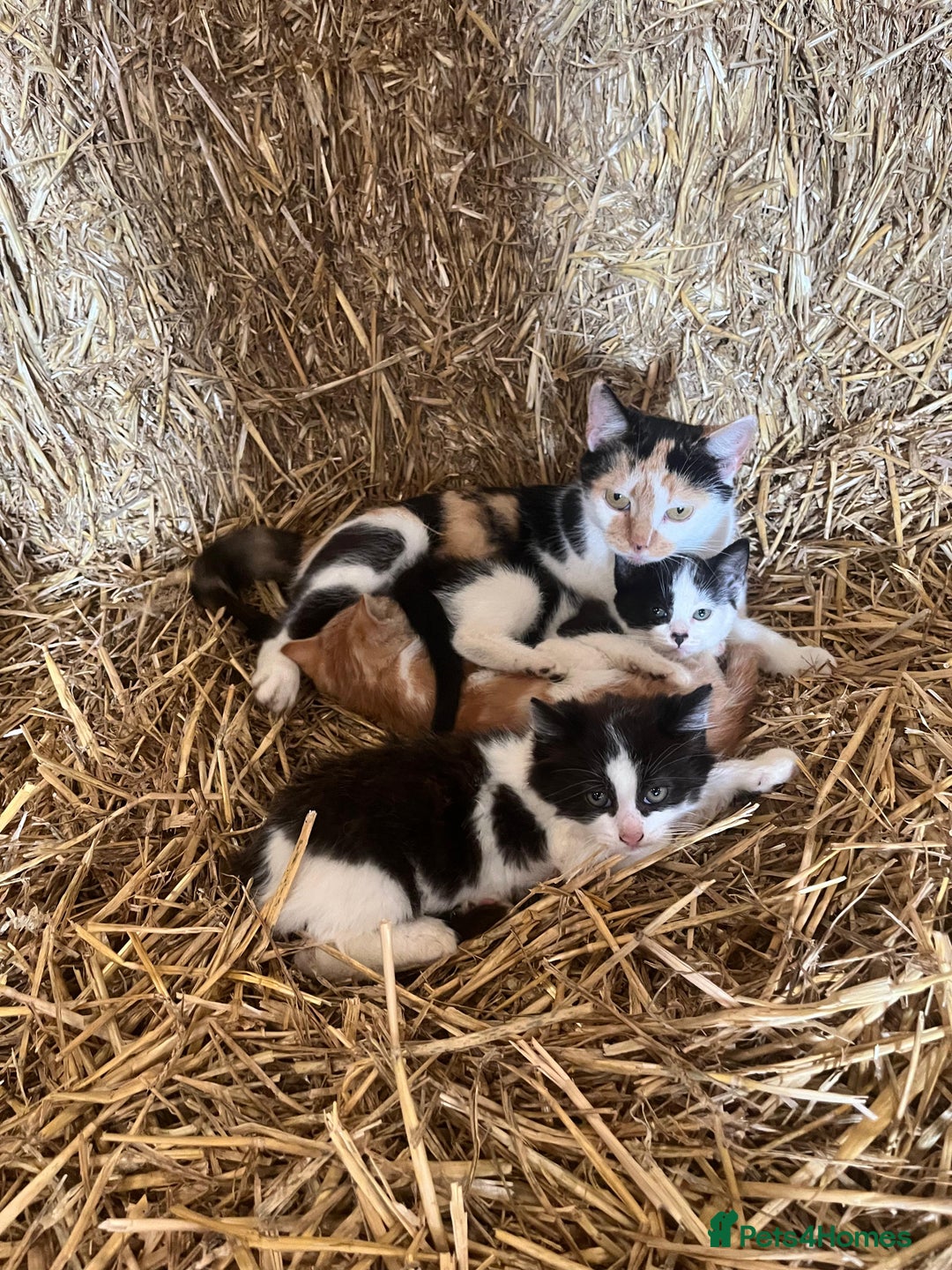 Mixed Breed cats for sale: Last Farm kitten available  - Advert 7