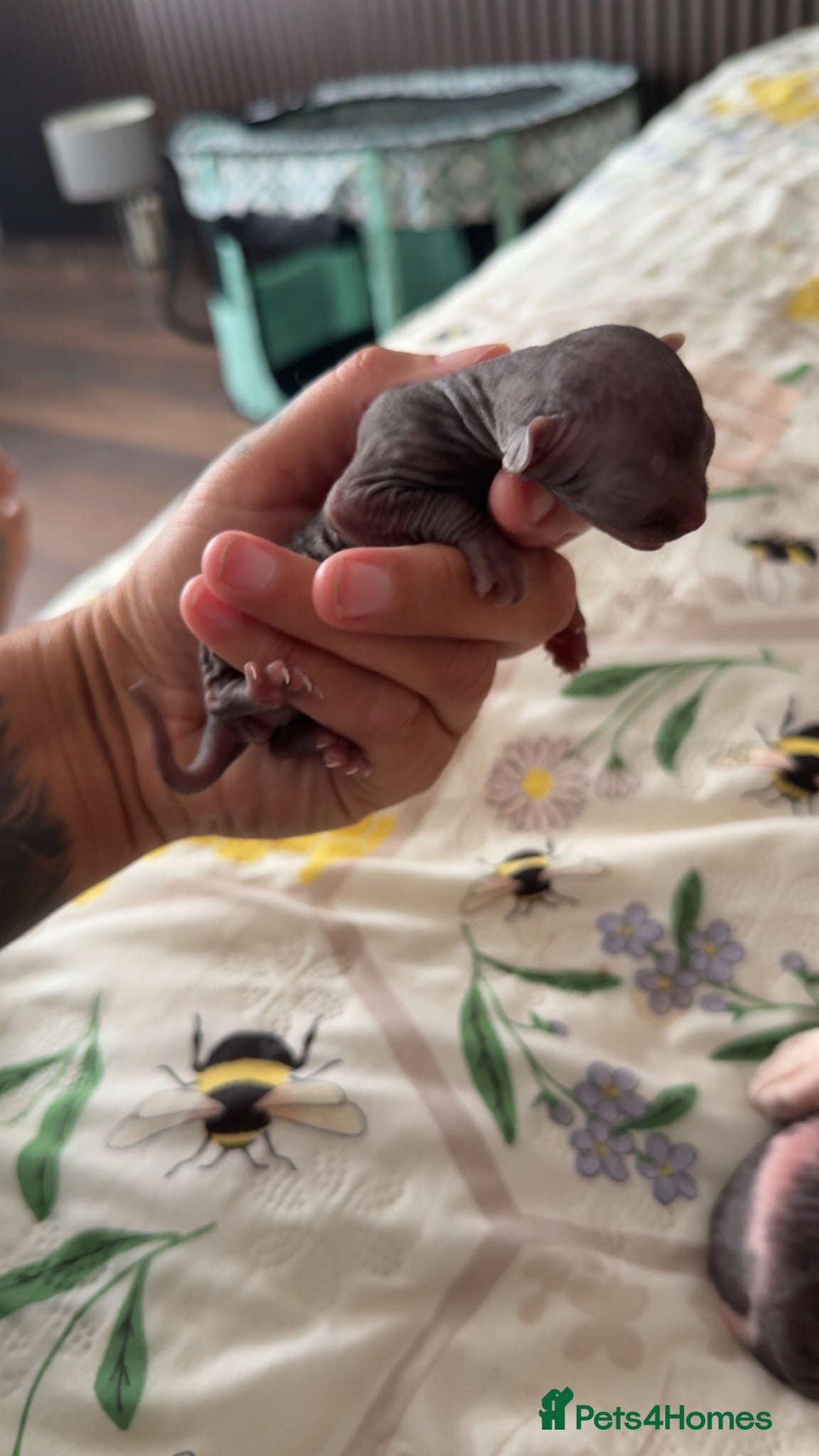Sphynx cats Sphynx Babies Due Soon - Advert 3