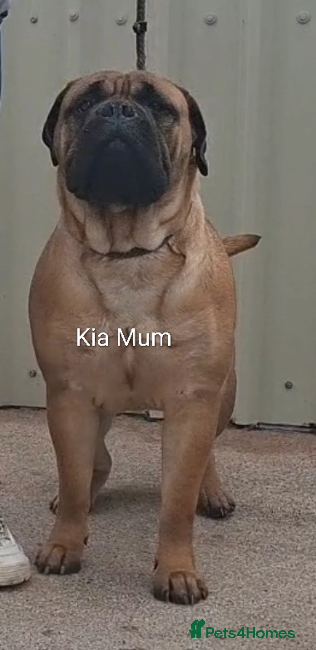 Bullmastiff dogs for sale: Exceptional litter of bullmastiffs  - Advert 3