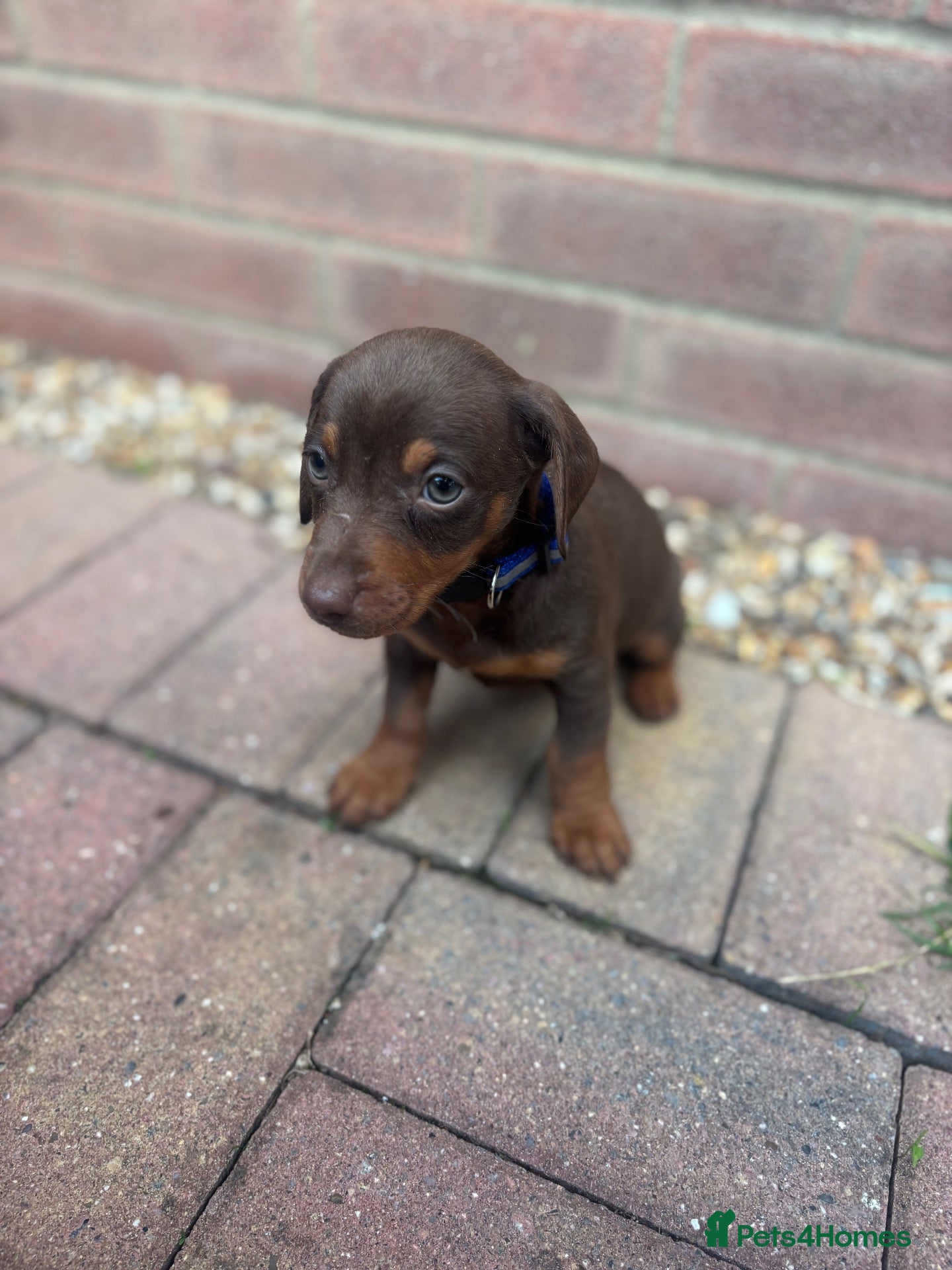 Dachshund dogs Dachshund  - Advert 4