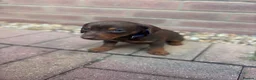 Dachshund dogs for sale: Dachshund  - Advert 1