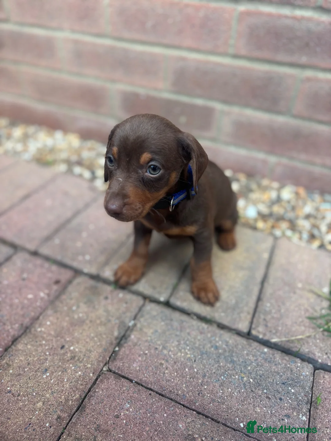 Dachshund dogs for sale: Dachshund  - Advert 1