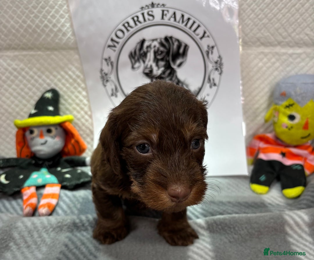 Miniature Dachshund dogs for sale: Stunning miniature wire haired dachshunds  - Image 15