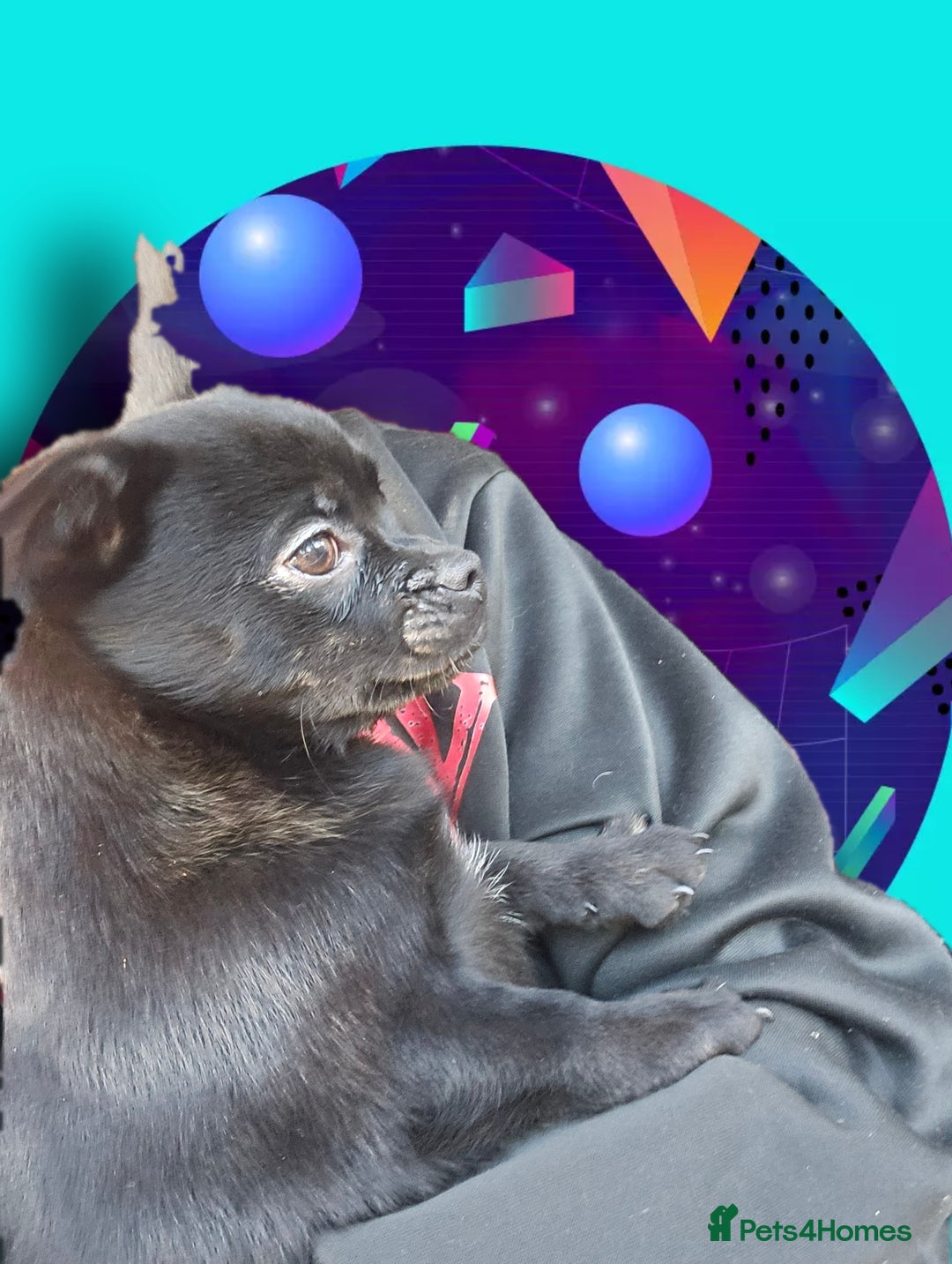 French Bulldog dogs for sale: ❤️⭐️  Adorable Frenchie poms ❤️⭐️ ONLY 3 LEFT ⭐️ - Advert 16