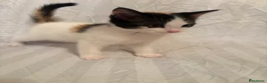 Calico girl 🐈