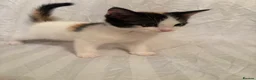 Mixed Breed cats for sale: Ragdoll mixed kittens 🐈‍⬛  - Advert 11