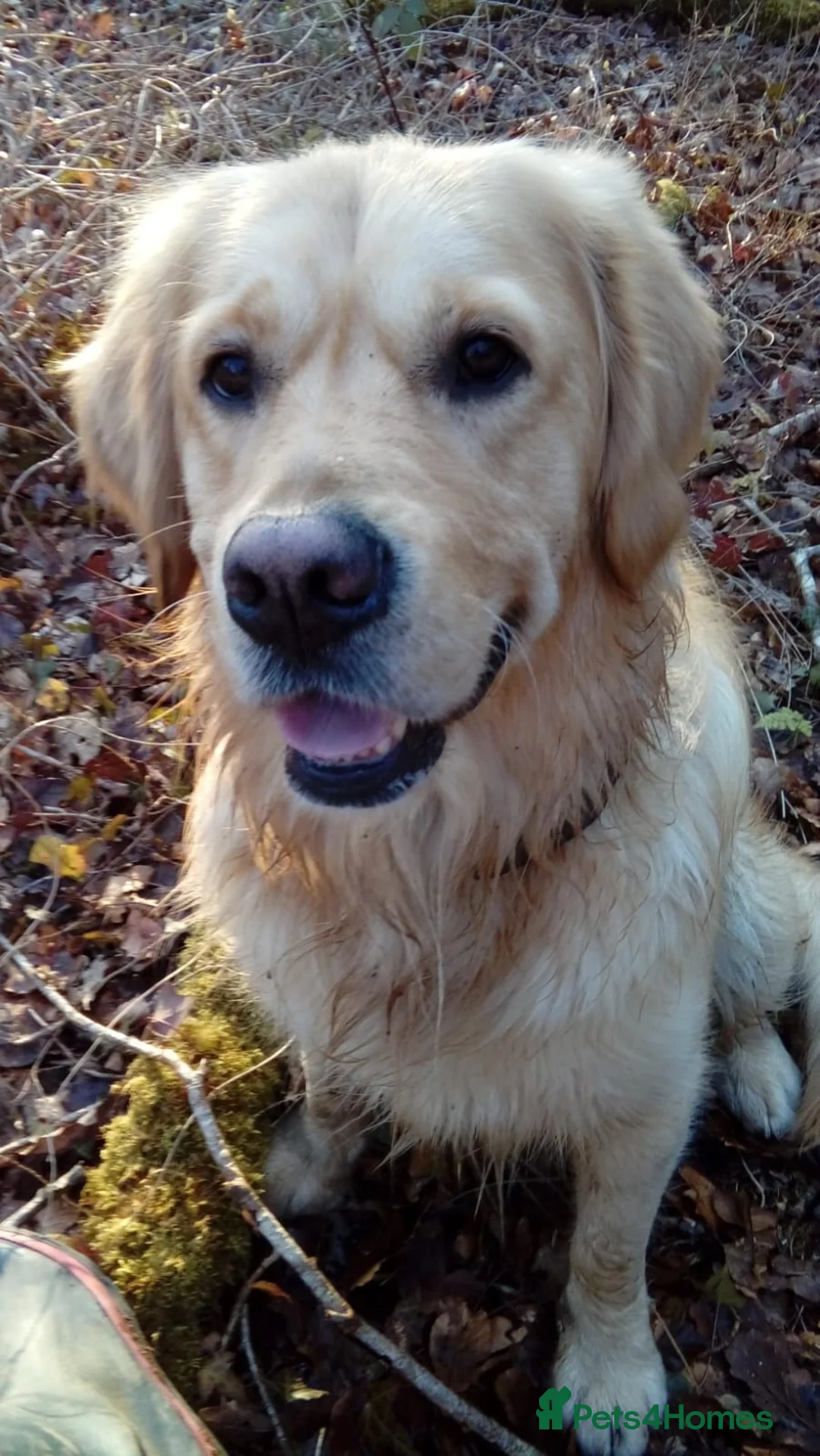 Golden Retriever dogs for stud: Sam. Available for Stud in Swansea - Advert 15