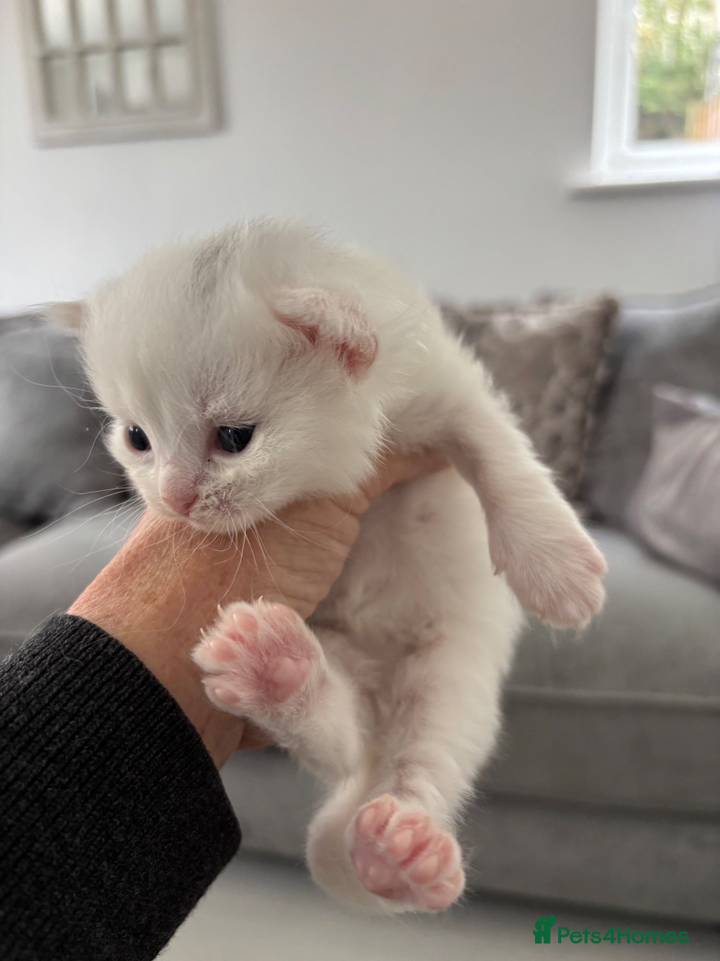 Munchkin cats Turkish Angora x Munchkin female, male & mum - Advert 13