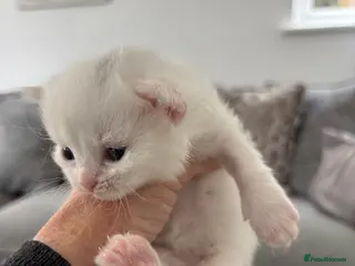 Munchkin cats Turkish Angora x Munchkin female, male & mum - Advert 13