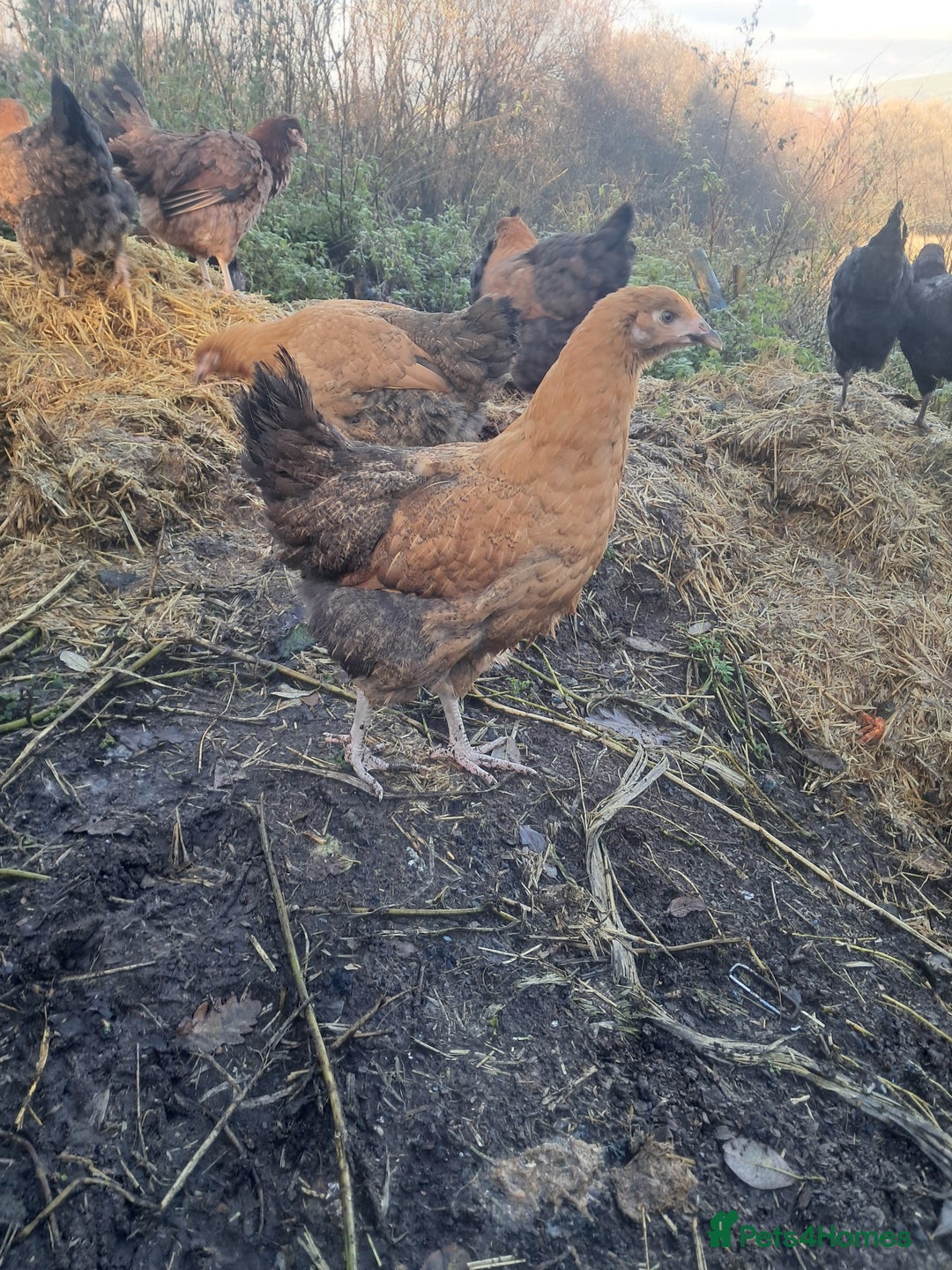 Chickens poultry for sale: POINT OF LAY PULLETS AVAILABLE  - Advert 18