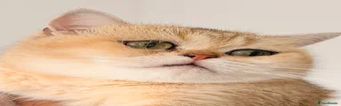 British Shorthair 3