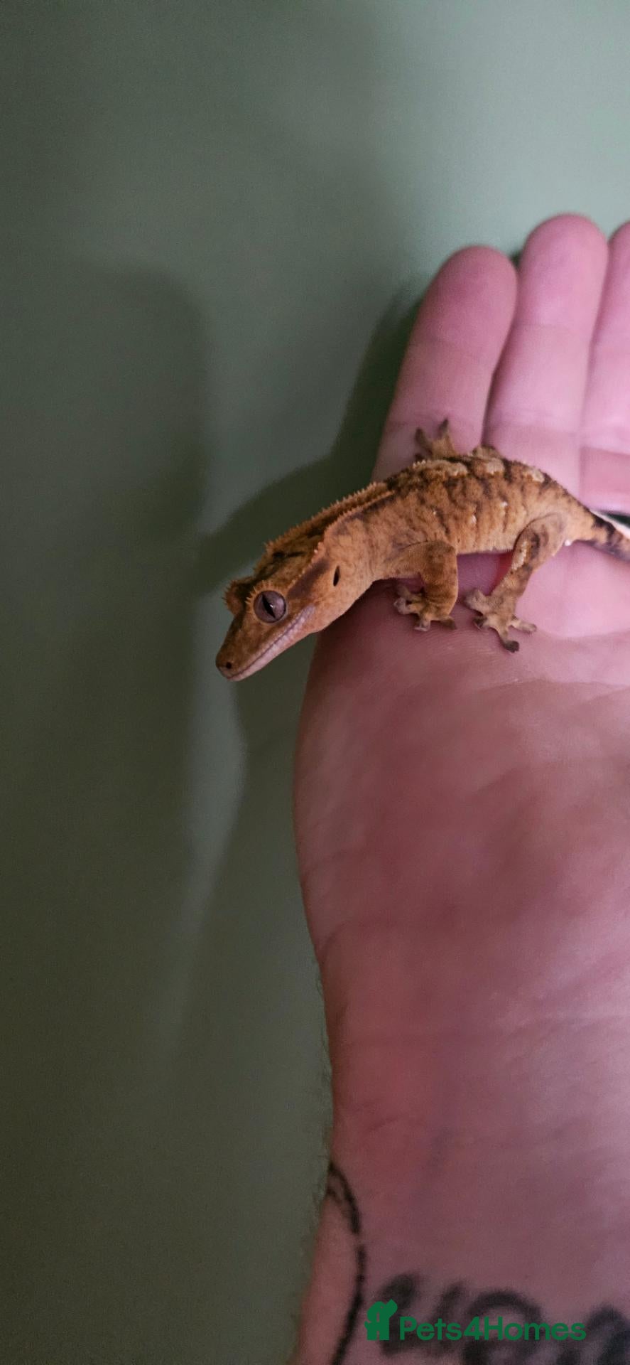 Gecko reptiles Crested geckos. - Advert 1