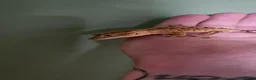 Gecko reptiles for sale: Crested geckos. - Advert 1