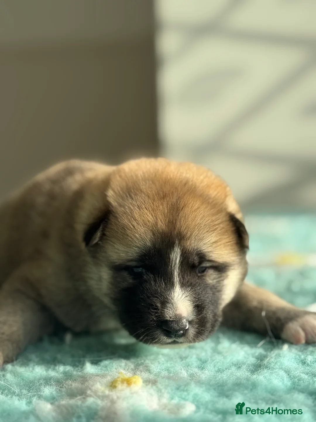 Huskita dogs for sale: Huskita Puppies FULLY VACCINATED - Advert 14