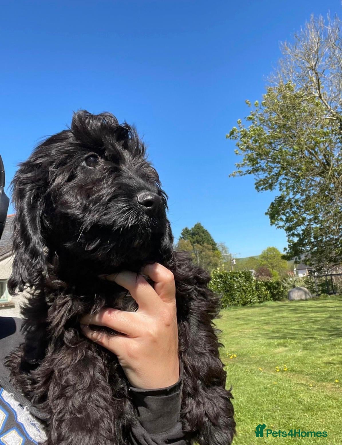 Cockapoo dogs Gorgeous Cockapoo Puppies available :) - Advert 1