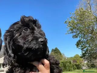 Cockapoo dogs Gorgeous Cockapoo Puppies available :) - Advert 3