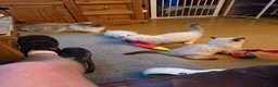 Ragdoll cats for sale: Beautiful ragdoll kittens ready now!! - Advert 8