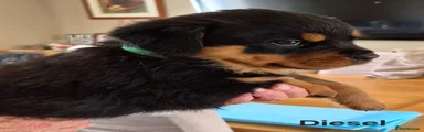 RESERVED - GREEN COLLAR