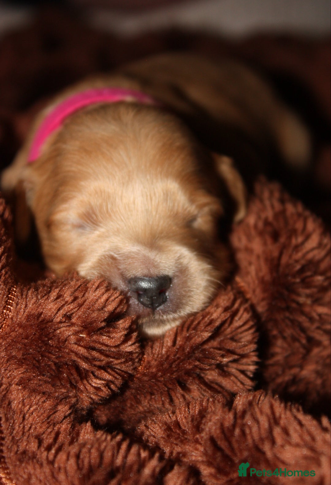 Goldendoodle dogs for sale: F1 Miniature goldendoodles  - Advert 8