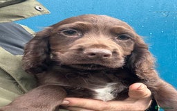 Cocker Spaniel dogs for sale: One Ready Now plus Younger Pups - Image 8