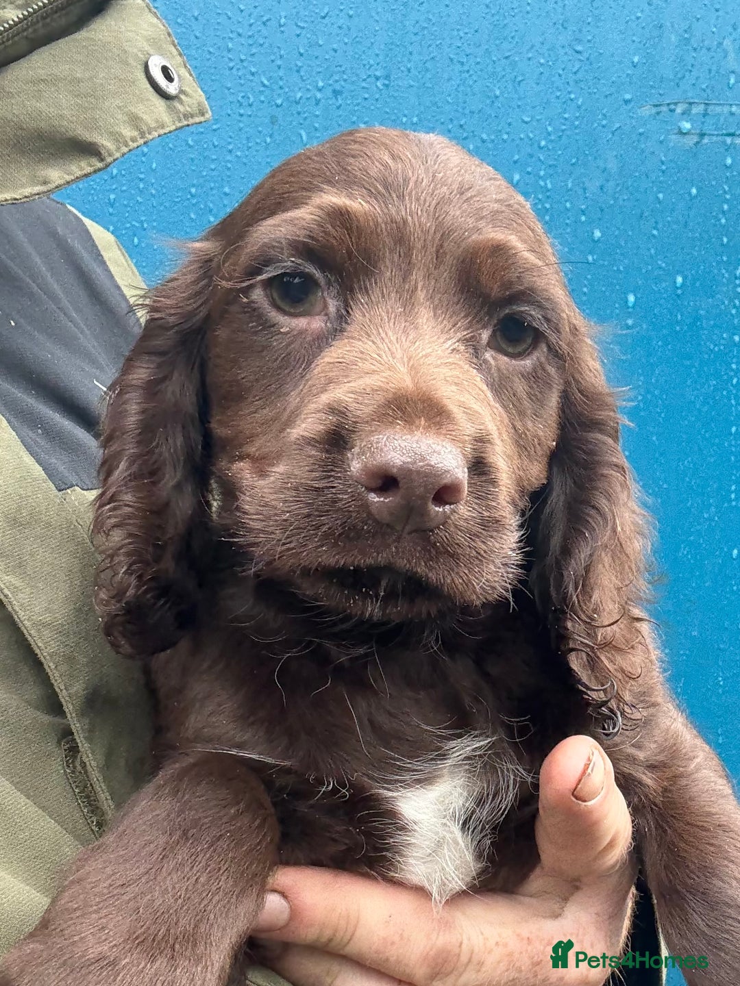 Cocker Spaniel dogs for sale: One Ready Now plus Younger Pups - Image 8
