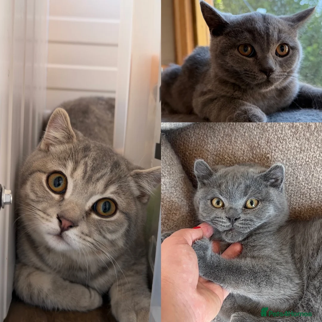 Scottish Fold cats for sale: Vaccinated and ready to go kittens ♥️ - Advert 1