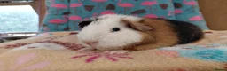 Guinea Pig rodents for sale: Baby Boars in longhaired breeds & teddies  - Advert 6