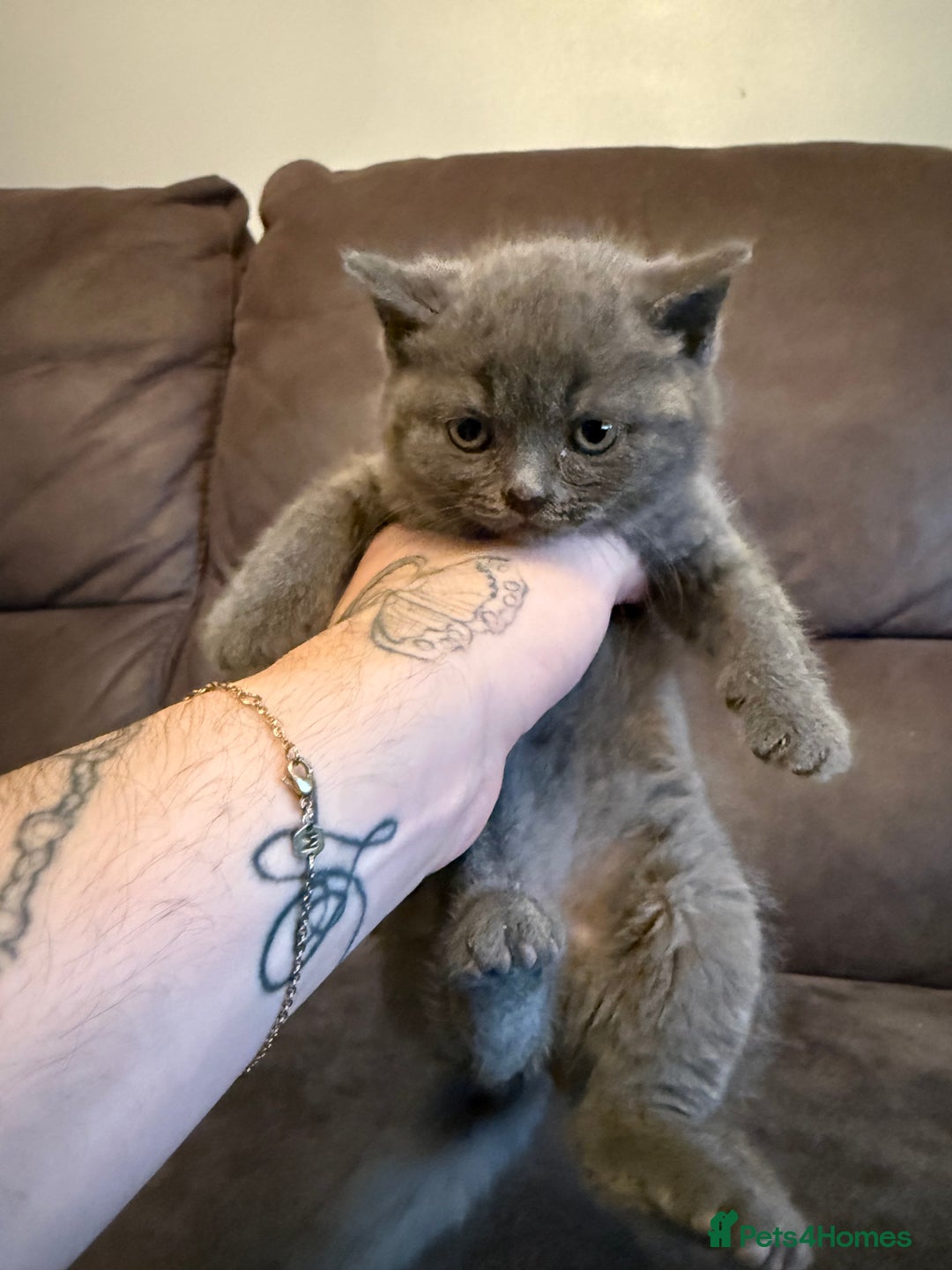 British Shorthair cats for sale: British short hair kittens  - Advert 4