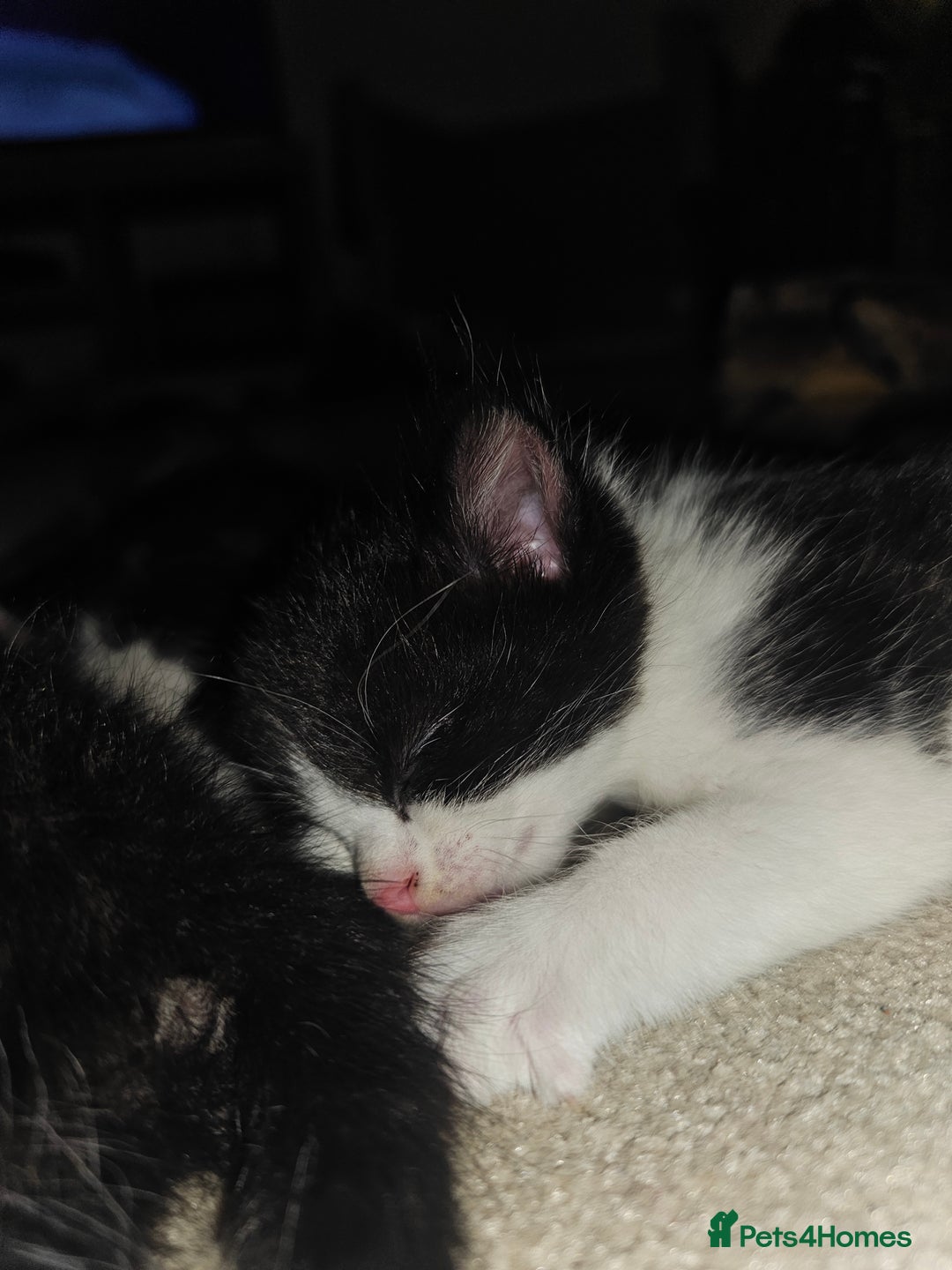Ragdoll cats for sale: 3 kittens ragdoll mixed breed - Image 5