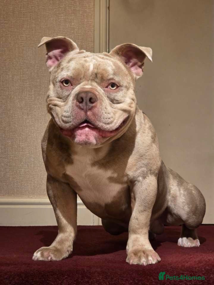 American Bully dogs for sale: American pocket bully  - Advert 2