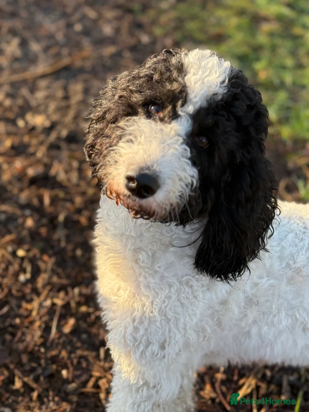 Bernedoodle dogs for sale: Fully vaccinated Miniature Bernedoodles  - Advert 3