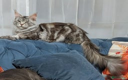 Maine Coon cats for sale: Maine Coon cross boy , ready 15th of October ber  - Image 6