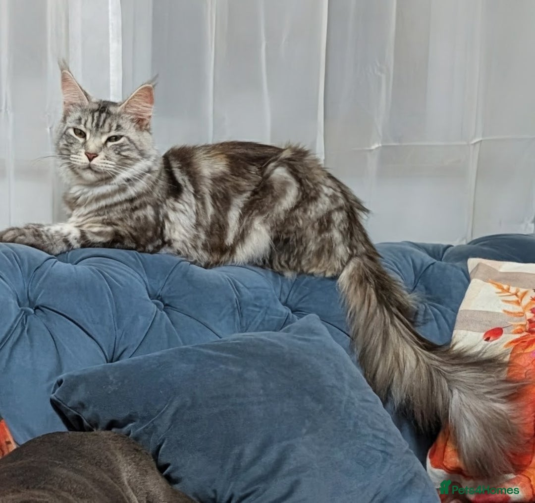 Maine Coon cats for sale: Maine Coon cross boy , ready 15th of October ber  - Image 6