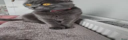Russian Blue cats for sale: Russian blue x British Shorthair  - Advert 2
