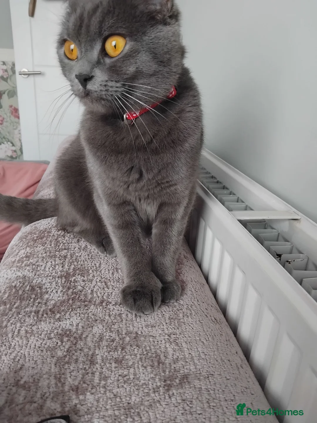 Russian Blue cats for sale: Russian blue x British Shorthair  - Advert 2