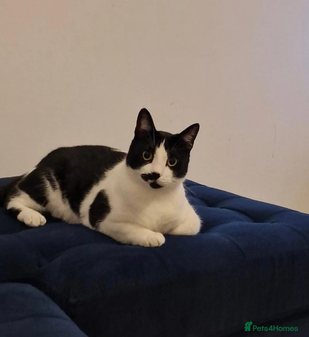 Mixed Breed cats for sale: Toby, need to rehome no fault of his own. - Advert 2