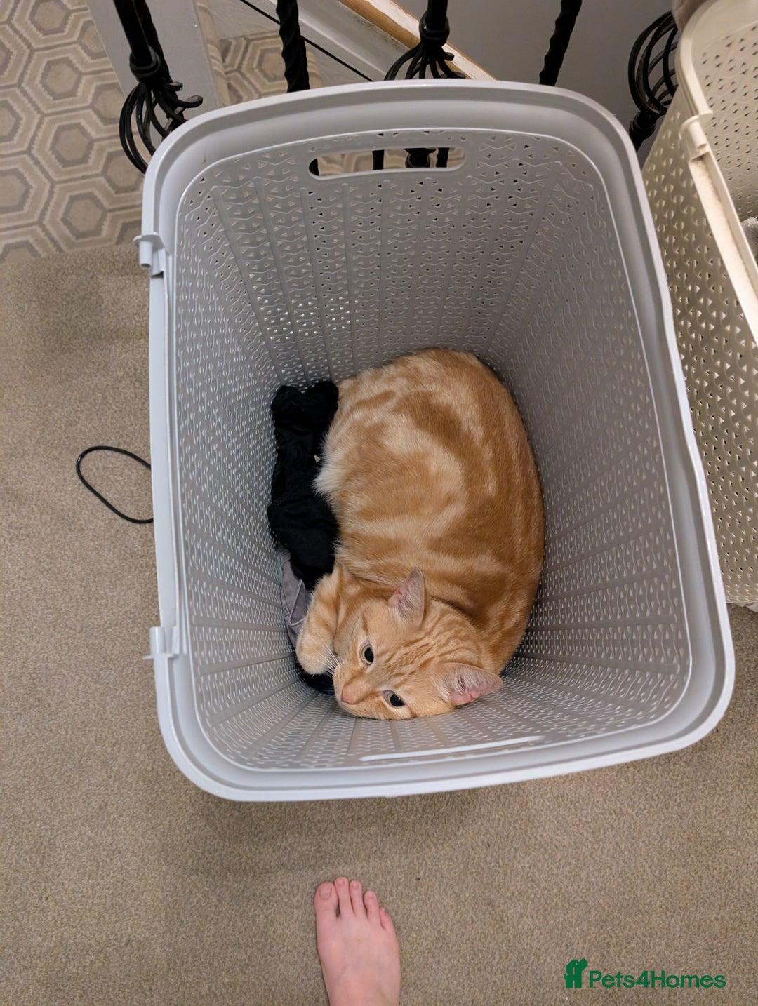 Mixed Breed cats for sale: Orange cat looking for a loving home - Advert 4