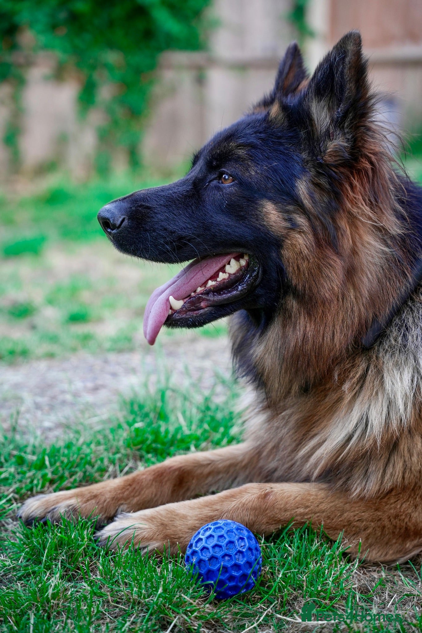 German Shepherd dogs KC Registered GSD For Sale - Advert 1