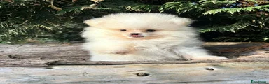 Pomeranian 1