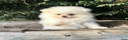 Pomeranian dogs for sale: Ready now small pomeranian puppies vaccinated in Mablethorpe - Advert 20