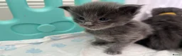 Maine Coon cats for sale: Stunning TICA Russian Maine Coon 1 left! - Advert 11