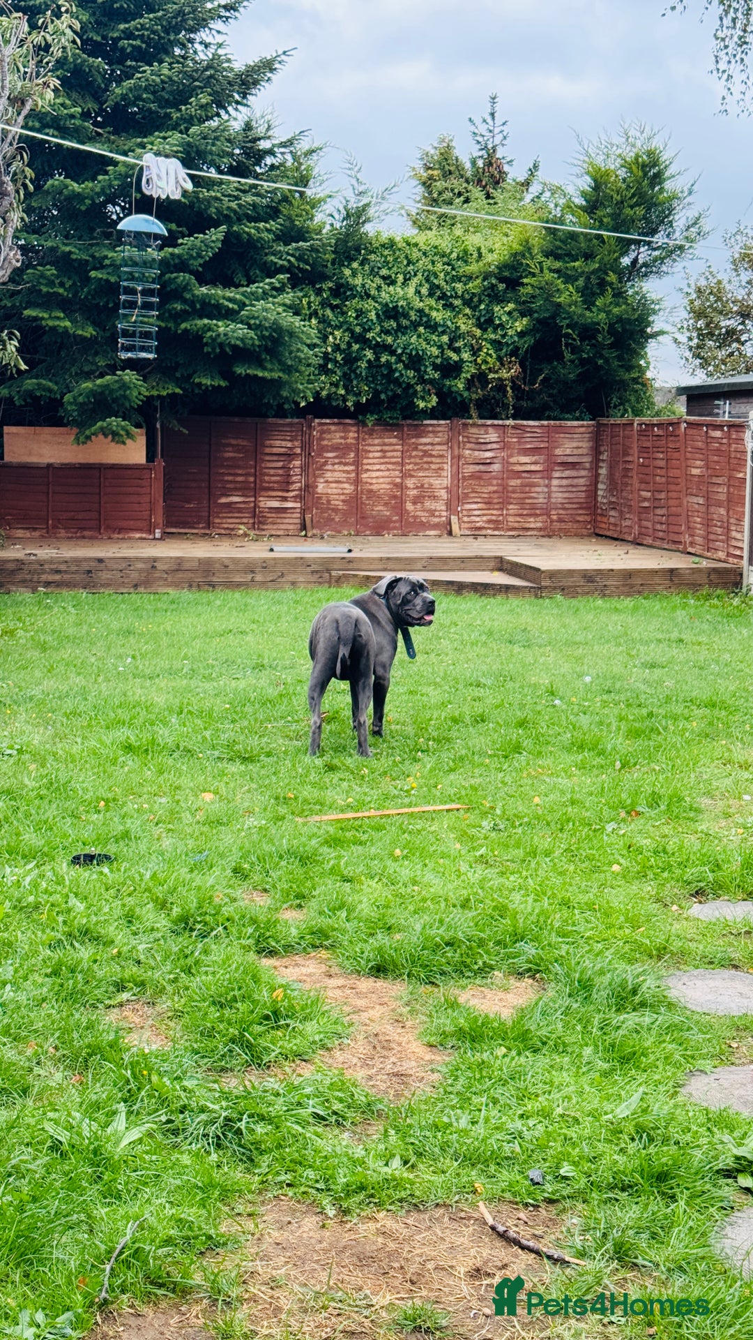 Cane Corso dogs for sale: Cane corso (kylo) - Advert 7