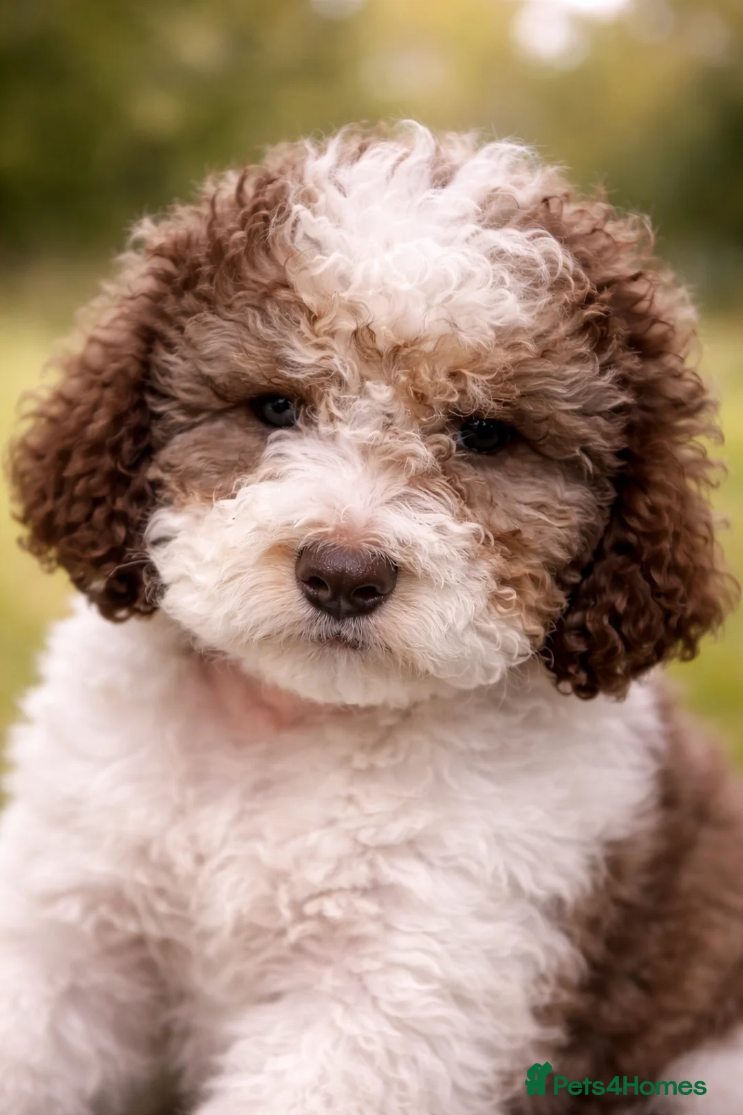 Lagotto Romagnolo dogs for sale: Lagotto Romagnolo - Advert 6