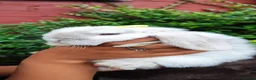 Mini Lop rabbits for sale: Mini lop  - Advert 5
