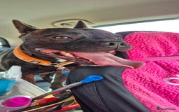 Mixed Breed dogs for sale: Male Fraffie For Sale - Image 5