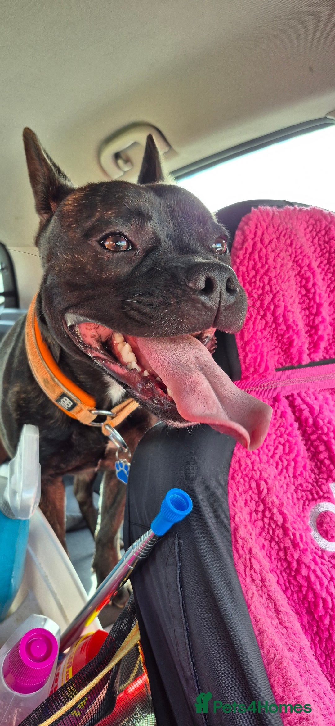 Mixed Breed dogs for sale: Male Fraffie For Sale - Image 5