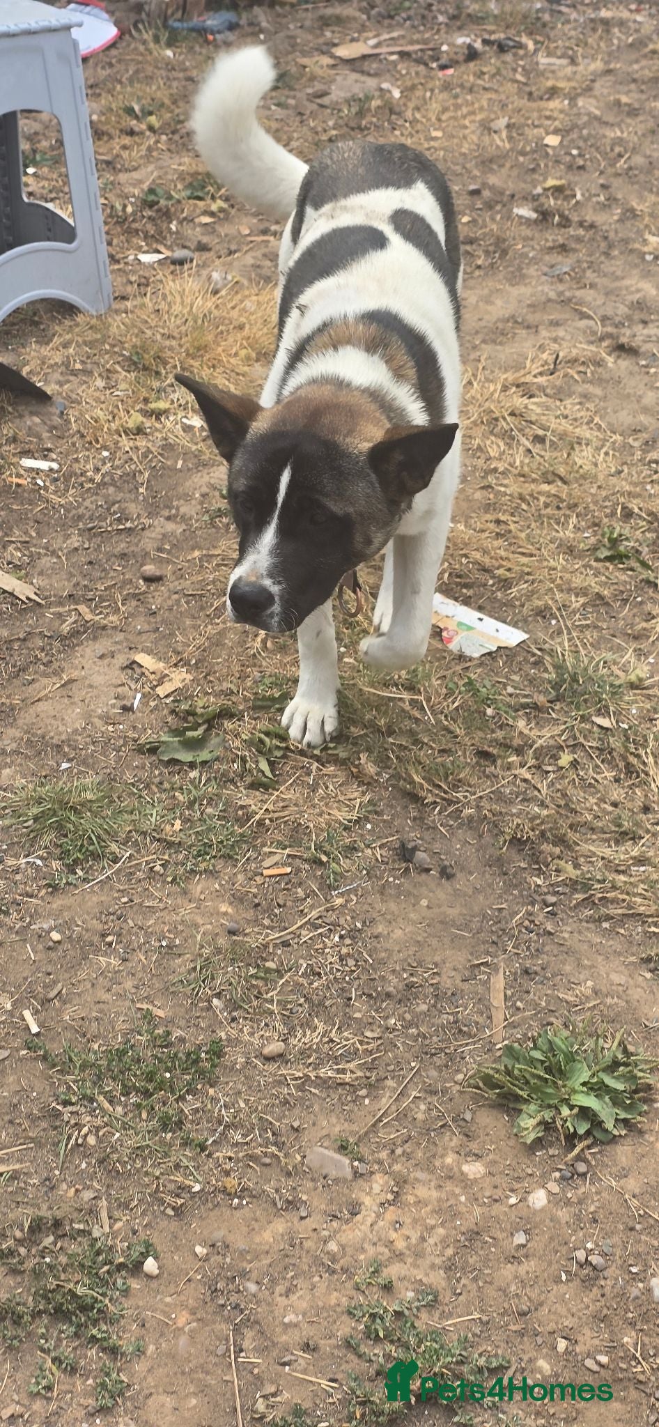 Akita dogs Lovely Luna searching a new house - Advert 16