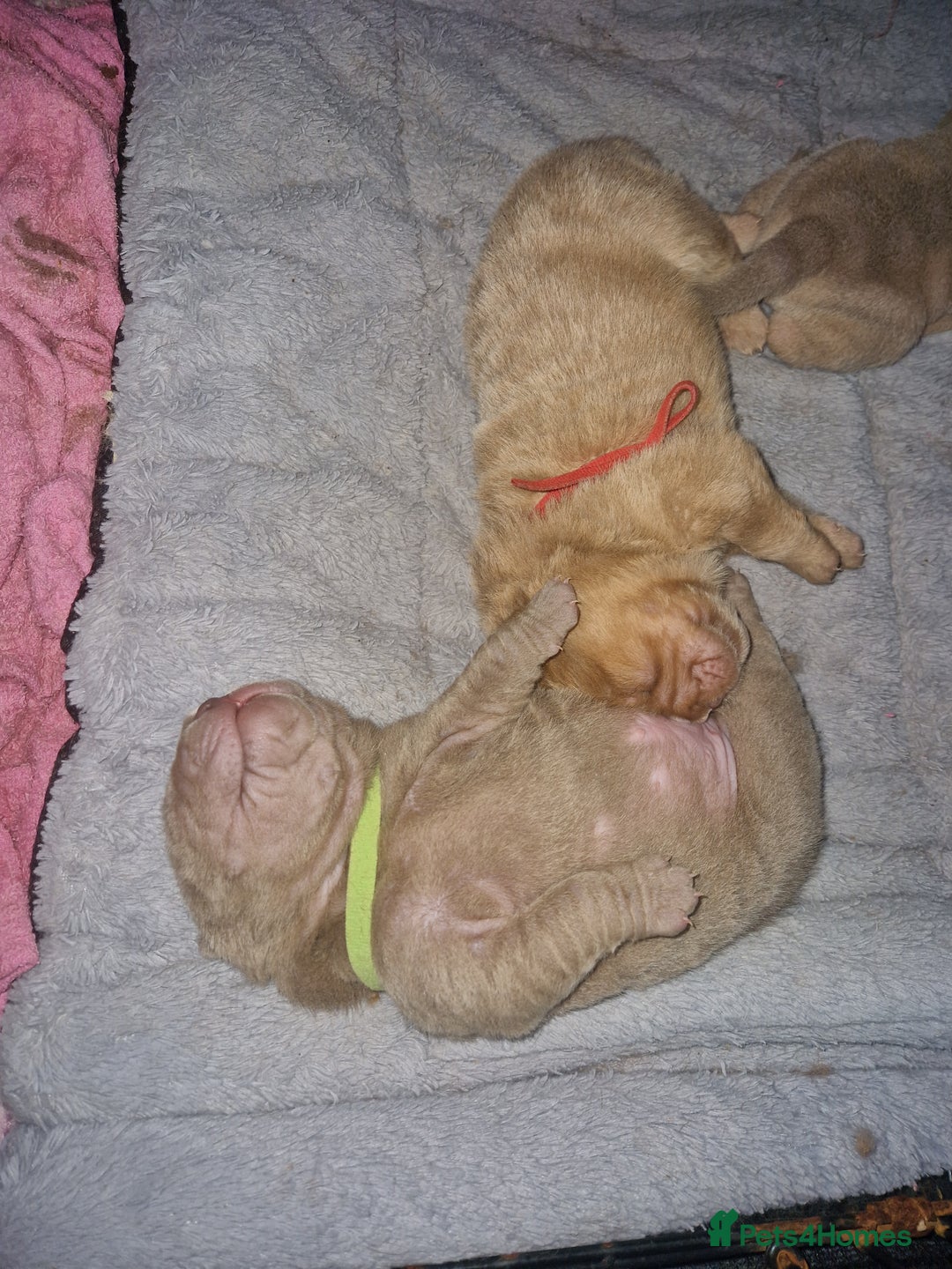 Shar Pei dogs for sale: Male Shar peis - Image 30