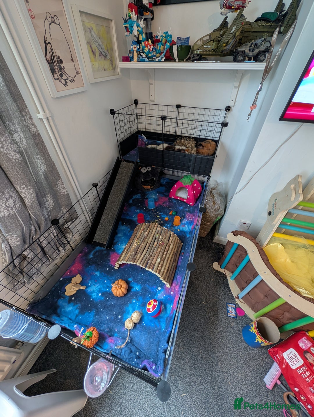 Guinea Pig rodents for sale: 2 male rex guinea pigs, with cage and all. - Advert 4