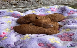 Miniature Poodle dogs for sale: Stunning KC Registered Tiny Red Miniature Poodles - Image 8
